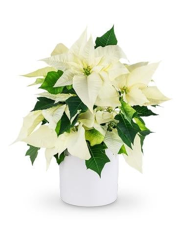 Snowflake White Poinsettia image 0