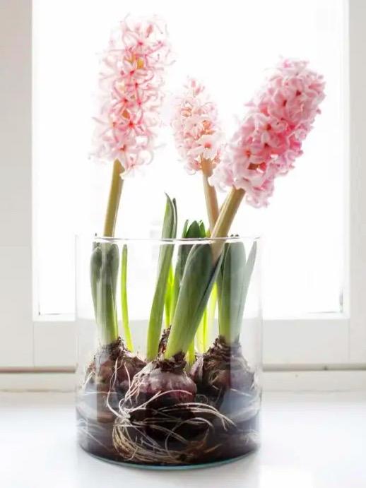 Hyacinth Lover image 0