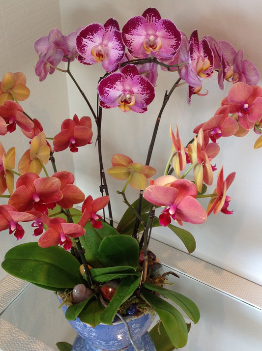 Radiant Orchids in A Pot image 0