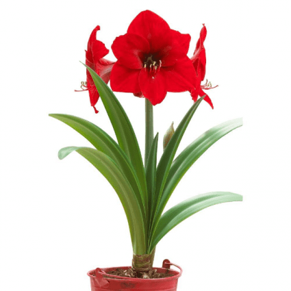Dazzling Amaryllis Bulb image 0