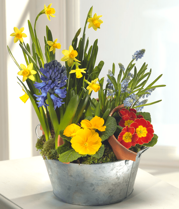 Spring Bulb Planter image 0