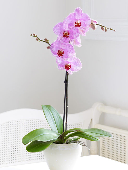 Pretty in Pink Phalaenopsis image 0