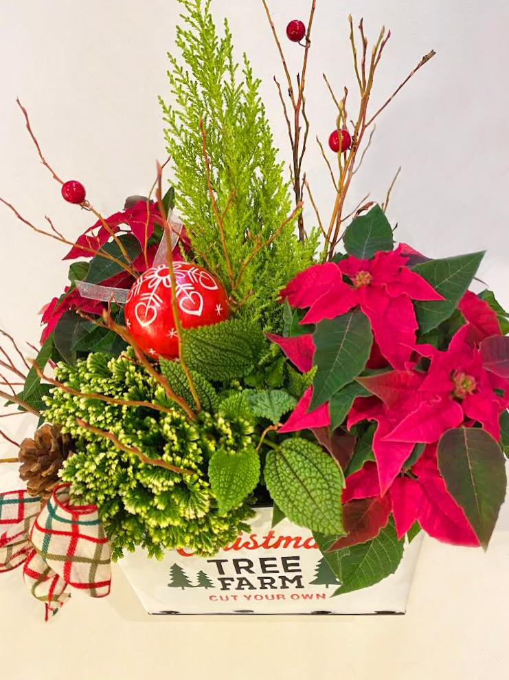 Red & Green Christmas Cheer image 0