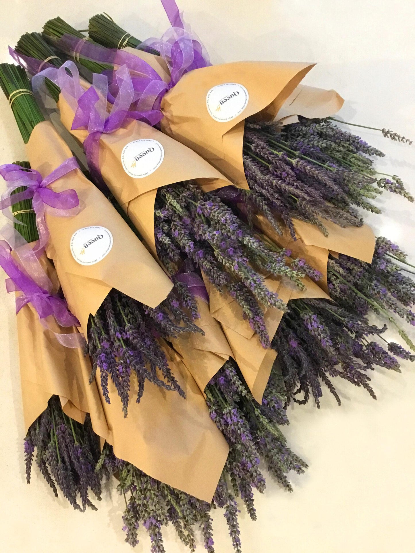 Everlasting Lavender Bundle image 0