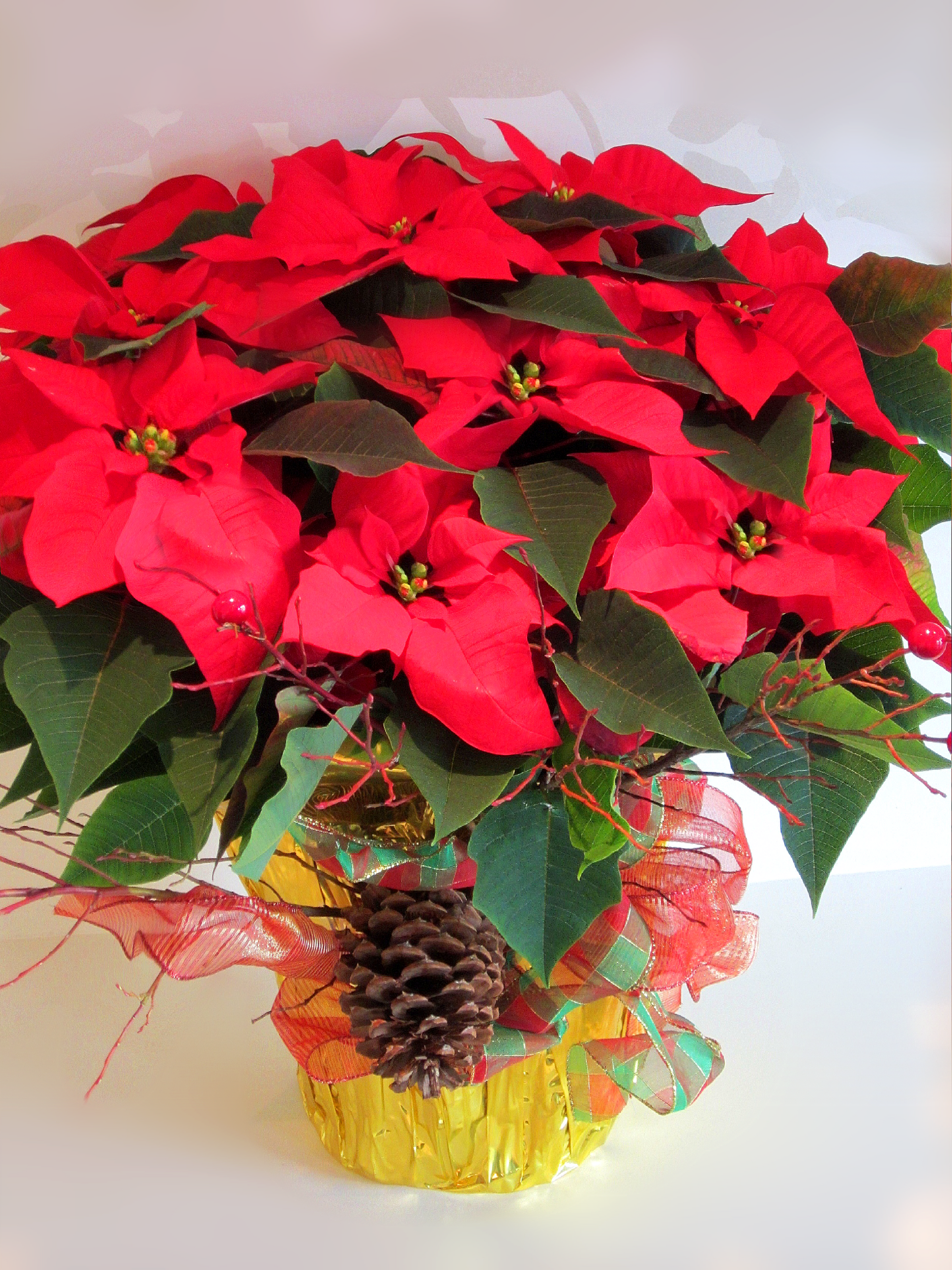 Festive Red Poinsettia image 0