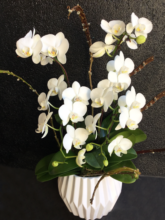 Phalaenopsis Orchid Planter
