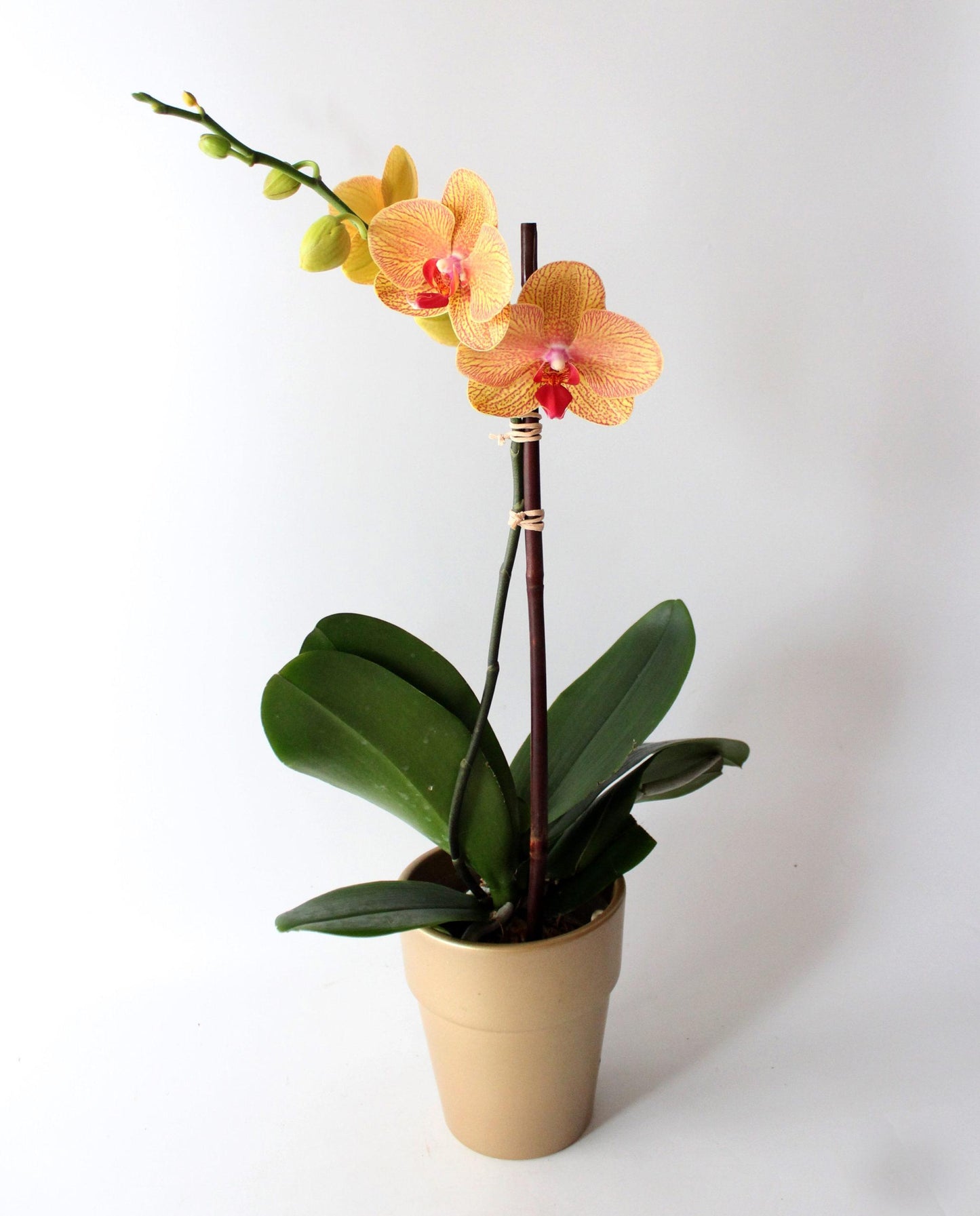 Blooming Mini-Orchid Pot image 0