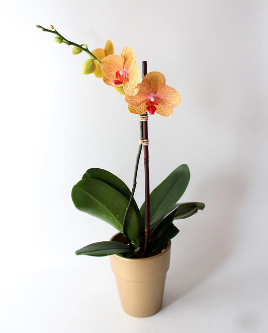 Blooming Mini-Orchid Pot image 0