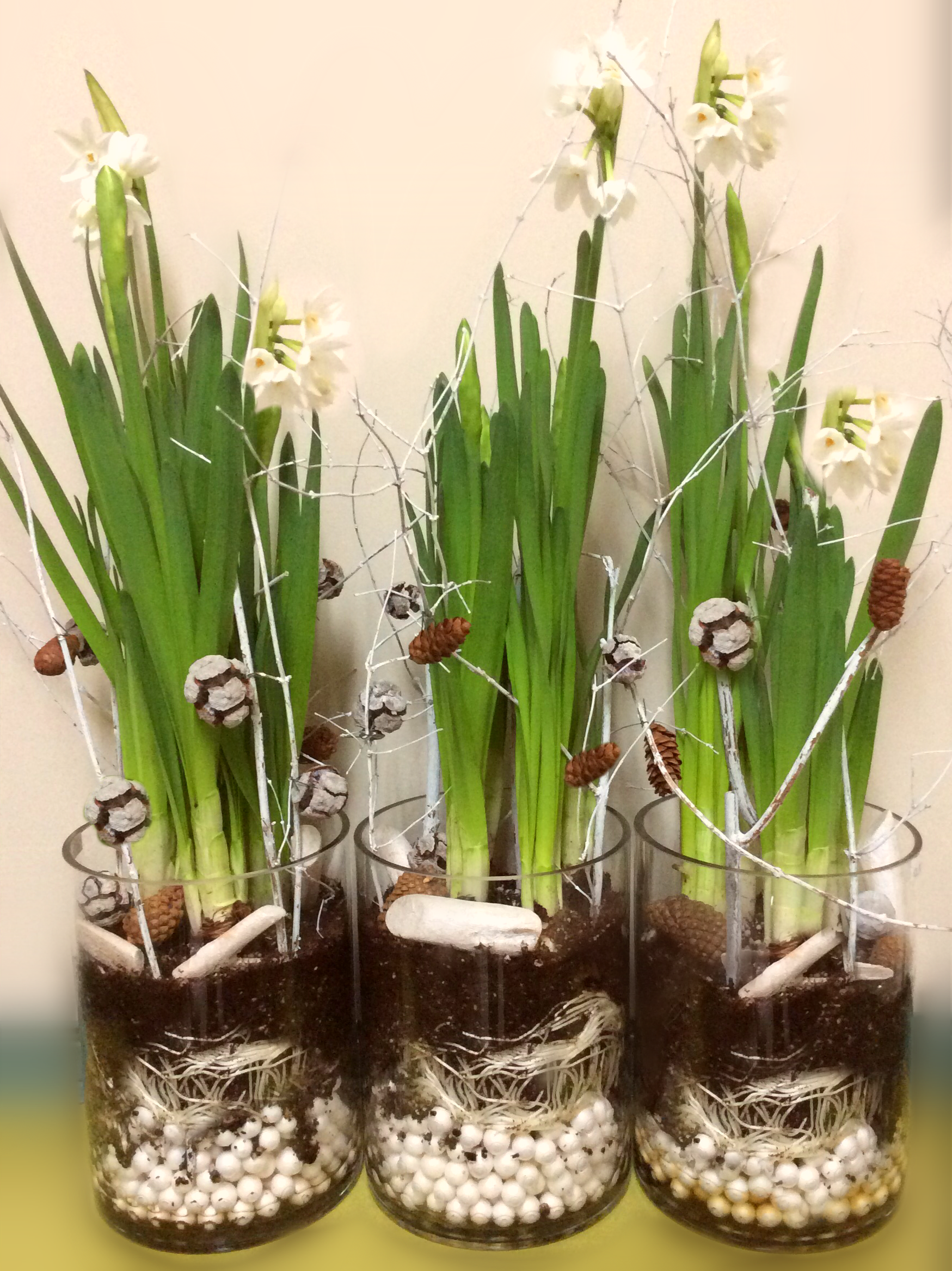Scented Narcissus image 0