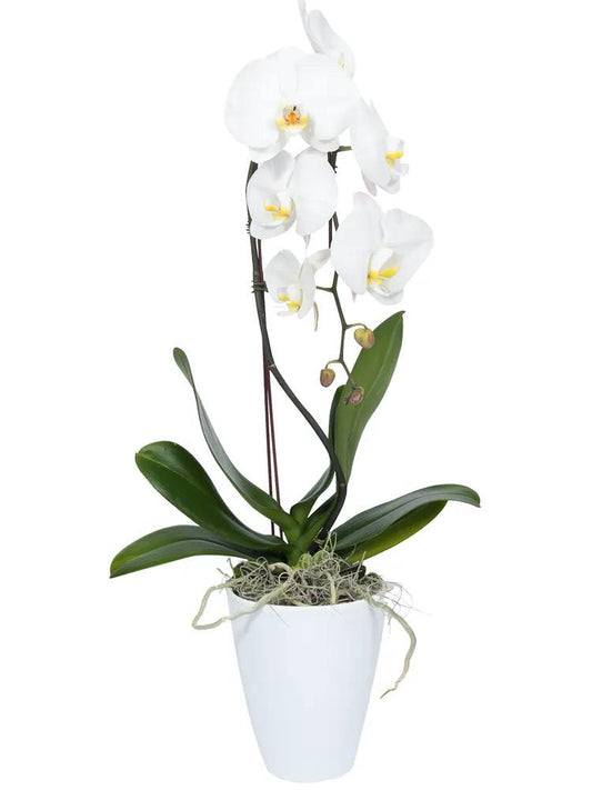 White Phalaenopsis Orchid image 0