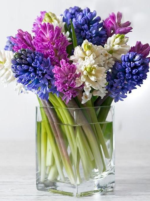 Simply Scented Hyacinth image 0