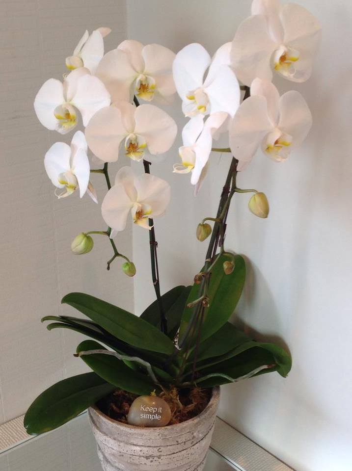 Divine White Phalaenopsis image 0