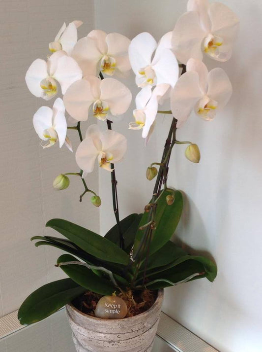 Divine White Phalaenopsis image 0