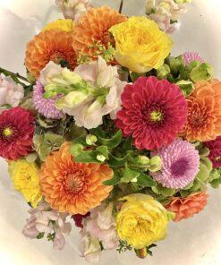 Dahlia Dreams