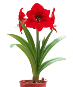 Radiant Amaryllis Bulb Planter