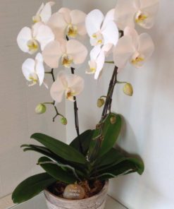 Divine White Phalaenopsis