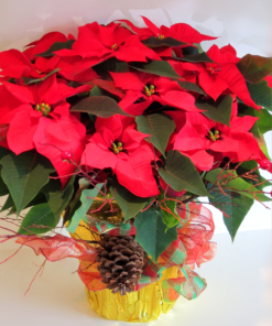 Festive Red Poinsettia