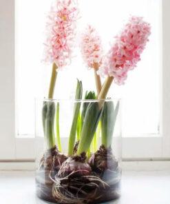 Hyacinth Lover