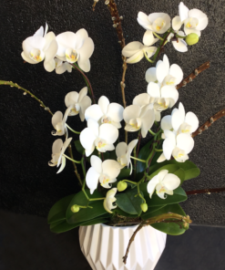 Phalaenopsis Orchid Planter