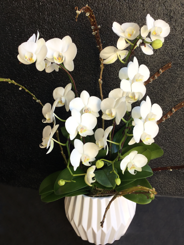 Phalaenopsis Orchid Planter - Queen Bee Flowers - Vancouver Flower Shop ...