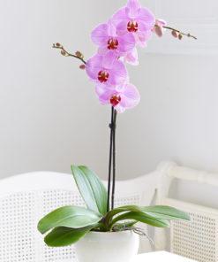 Pretty in Pink Phalaenopsis