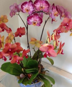 Radiant Orchids in A Pot