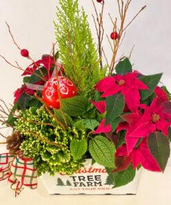 Red & Green Christmas Cheer