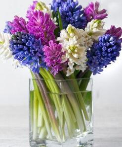 Simply Scented Hyacinth