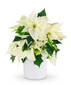 Snowflake White Poinsettia