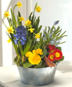 Spring Bulb Planter