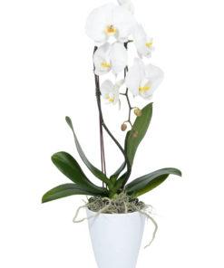 White Phalaenopsis Orchid